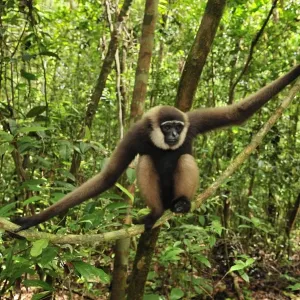 Agile Gibbon / Black-handed Gibbon - sitting on liana - Tanjung Puting National Park - Kalimantan - Borneo - Indonesia Agile Gibbon / Black-handed Gibbon - sitting on liana - Tanjung Puting National Park - Kalimantan - Borneo - Indonesia