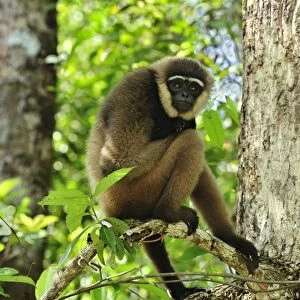 Agile Gibbon / Black-handed Gibbon - Tanjung Puting National Park - Kalimantan - Borneo - Indonesia