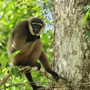 Agile Gibbon / Black-handed Gibbon - Tanjung Puting National Park - Kalimantan - Borneo - Indonesia Agile Gibbon / Black-handed Gibbon - Tanjung Puting National Park - Kalimantan - Borneo - Indonesia