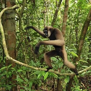 Agile Gibbon / Black-handed Gibbon - walking on liana vine - Tanjung Puting National Park - Kalimantan - Borneo - Indonesia