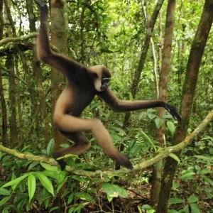 Agile Gibbon / Black-handed Gibbon - walking on liana vine - Tanjung Puting National Park - Kalimantan - Borneo - Indonesia Agile Gibbon / Black-handed Gibbon - walking on liana vine - Tanjung Puting National Park - Kalimantan - Borneo - Indonesia