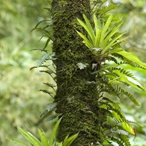 Air plants and fern species - growing on tree trunk - Asa Wright Centre - Trinidad