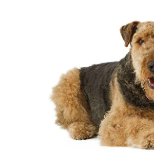 Airedale Terrier. Also know as Waterside Terrier or Bingley Terrier