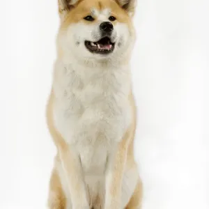 Akita / Akita Inu. Also known as Japanese Akita