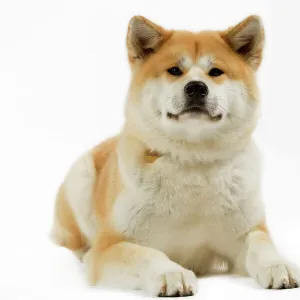 Akita / Akita Inu. Also known as Japanese Akita