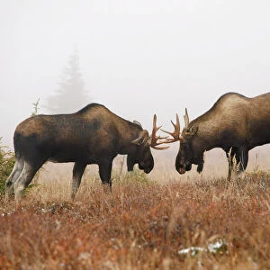 Alaksan Moose - two young bulls in Autumn - Alaska - USA