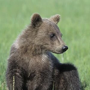 Alaskan Brown Bear - 4-6 month old cub - Katmai National Park, AK