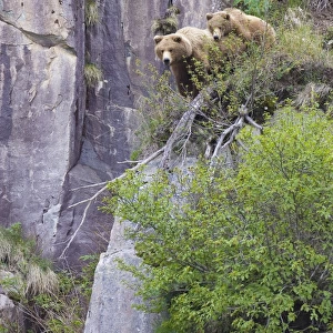 Alaskan Brown Bear - mother and 1. 5 year old cub looking out over cliff edge Katmai National Park, AK