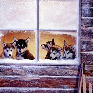 Alaskan Malamute Dog - puppies at log cabin window