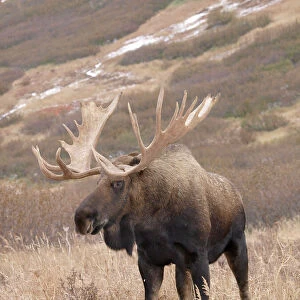 Alaskan Moose. Alaska - USA