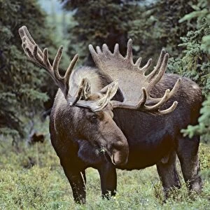 Alaskan Moose - bull Denali National Park Alaska MM20