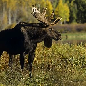Alaskan Moose - bull Grand Teton National Park, Wyoming, USA. Mm225