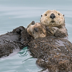 Alaskan / Northern Sea Otter - mother holds pup while they sleep on their backs in a protected cove - Alaska _D3B2590