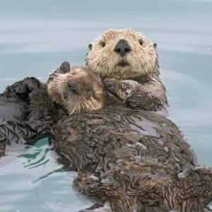 Alaskan / Northern Sea Otter - mother holds pup while they sleep on their backs in a protected cove - Alaska _D3B2590