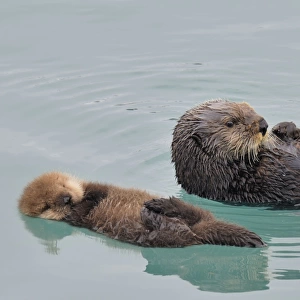 Alaskan / Northern Sea Otter - mother and pup - at this age the baby can barely swim can't dive at all so while the mother feeds she leaves the pup floating while she dives for food -sometimes she is gone underwater for several minutes as she
