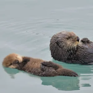 Alaskan / Northern Sea Otter - mother and pup - at this age the baby can barely swim can't dive at all so while the mother feeds she leaves the pup floating while she dives for food -sometimes she is gone underwater for several minutes as she