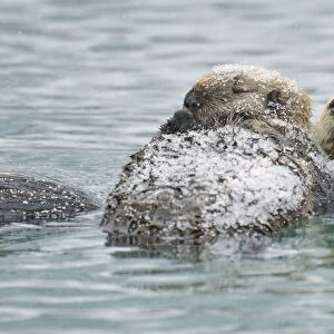 Alaskan / Northern Sea Otter - mother and pup on water in snowstorm - Alaska _D3B6581