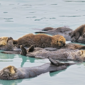 Alaskan / Northern Sea Otter - raft with two mothers with young pups - Sea Otters often rest and sleep together in an area that is protected from strong currents / wind and waves - Alaska _D3B2391