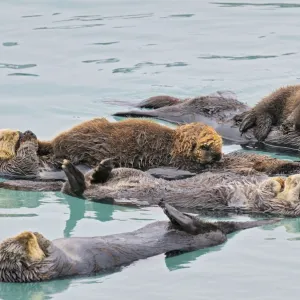 Alaskan / Northern Sea Otter - raft with two mothers with young pups - Sea Otters often rest and sleep together in an area that is protected from strong currents / wind and waves - Alaska _D3B2391