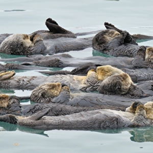 Alaskan / Northern Sea Otter - raft - Sea Otters often gather in a protected area (from current tide wind & waves) to rest - Alaska _D3B2759