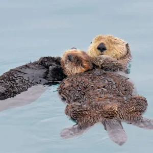 Alaskan / Northern Sea Otter - resting on water - Alaska _D3B3036