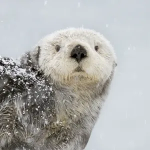 Alaskan / Northern Sea Otter - in snowstorm - Alaska _D3B6016 Alaskan / Northern Sea Otter - in snowstorm - Alaska _D3B6016