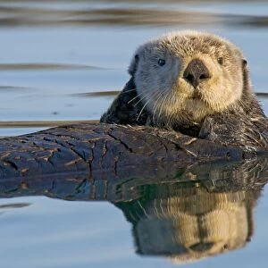 Alaskan / Northern Sea Otter - on water - Alaska _D3B7332