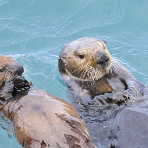 Alaskan / Northern Sea Otter - on water - Alaska _D3B4854