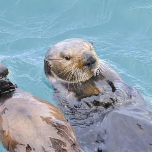 Alaskan / Northern Sea Otter - on water - Alaska _D3B4854