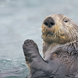 Alaskan / Northern Sea Otter - in water with raised paw - Alaska _D3B6237