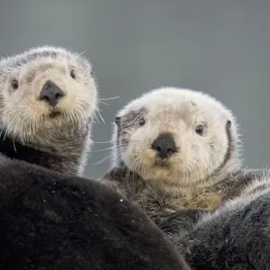 Alaskan / Northern Sea Otters - Alaska _D3B3416 Alaskan / Northern Sea Otters - Alaska _D3B3416