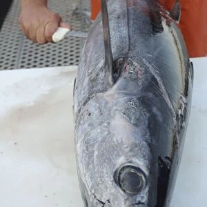 Albacore Tuna / Rose of the sea - being filleted - Oregon - USA