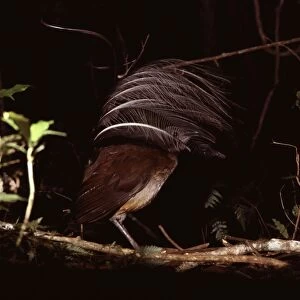 Albert's Lyrebird - Male in courtship display. The male selects the favourite of a number of display sites in his territory, which consist of a simple mat of sticks stamped flat on the rainforest floor