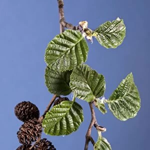 Alder Tree - catkins with leaves