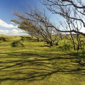 Alder Tree - copse of gnarled and weatherd trees, De Bollekamer sand dune NP, Island of Texel, Holland Alder Tree - copse of gnarled and weatherd trees, De Bollekamer sand dune NP, Island of Texel, Holland