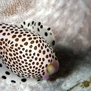 Allied Cowries - Indonesia