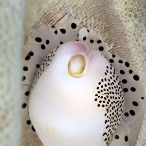 Allied Cowries - Indonesia