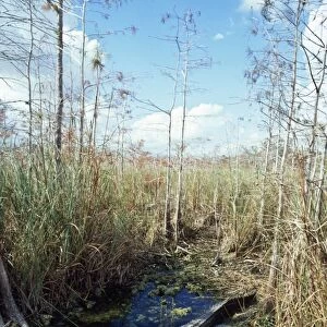 Alligator - in it's water hole Dwarf Cypress Forest, Everglades, Florida, USA