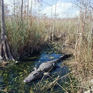 Alligator - in it's water hole Dwarf Cypress Forest, Everglades National Park, Florida, USA