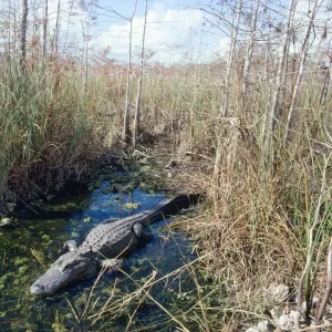 Alligator - in it's water hole Dwarf Cypress Forest, Everglades National Park, Florida, USA