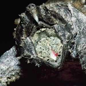 Alligator Snapping Turtle - with moth open showing lure Southwest U. S. A