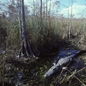 Alligator - in the water hole it maintains during the dry season. Dwarf Cypress forest, Everglades National Park, Florida, USA