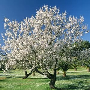 Almond Tree - in full blossom, Algarve, Portugal