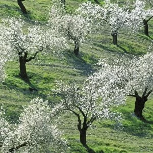 Almond Tree - Cultivation near the town of Alhama de Granada; in full blossom in February. Province of Granada, Andalucia, Spain
