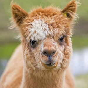 Alpaca - head of alpaca domesticated camelid; alpacas are native to Peru and have been domesticated for thousands of years; they have thick fleeces which produce valuable high quality wool or fibre which is used to make knitted or woven