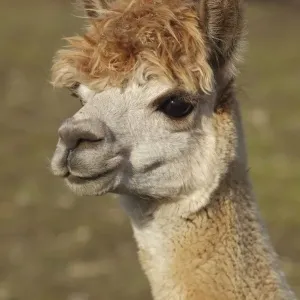 Alpaca - New York - USA Alpaca - New York - USA