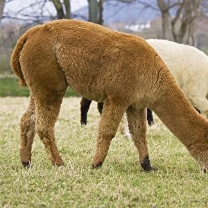 Alpacas - are native to Peru and have been domesticated for thousands of years; they have thick fleeces which produce valuable high quality wool or fibre which is used to make knitted or woven garments. Cotswolds UK