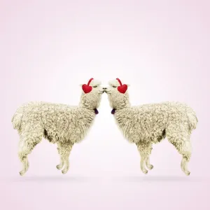 Two Alpacas wearing heart shaped ear-muffs Two Alpacas wearing heart shaped ear-muffs