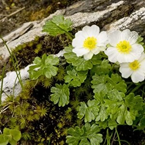 Alpine Buttercup - in flower, Swiss Alps