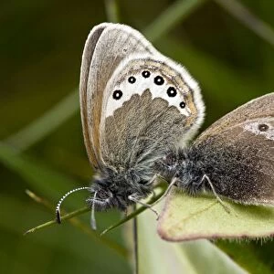 Alpine Heath butterfly - mating pair - in Swiss Alps